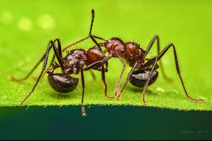 Myrmicaria Brunnea | Brown hunchback ant