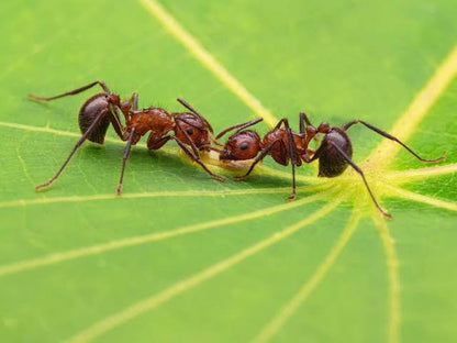 Myrmicaria Brunnea | Brown hunchback ant